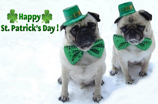 pugs-st.-patricks-day