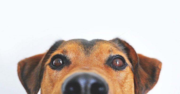 dog peeking